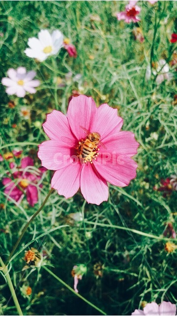여름,꽃,코스모스,벌,자연,식물,자연,plants,nature,꽃,flower,동물,animal,곤충,벌레,insect,bug