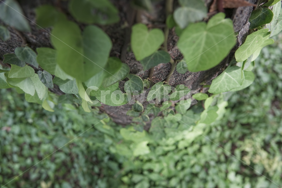 그늘,숲,싱그러움,초록,초록색,식물,자연,plants,nature,나무,trees,wood