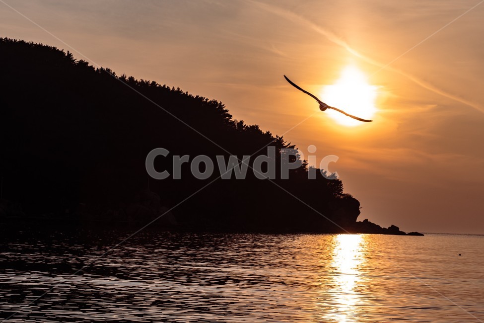 노을,일몰,태양,석양,바다,을왕리해수욕장,을왕리,반영,바닷가,섬,Sunset,Beach,해변,붉은노을,갈매기,Seagull,비상,동물,animal,조류,새,birds