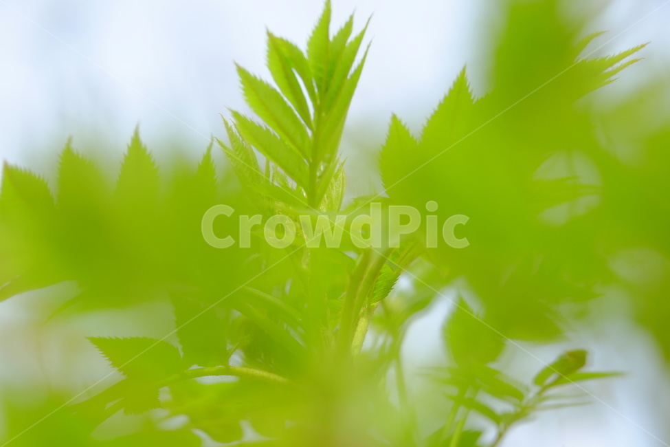 봄,봄바람,새싹,봄싹,새잎,식물,자연,plants,nature
