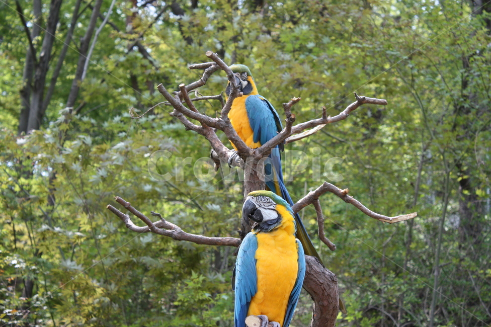 bird,새,동물,앵무새,학,조류,새,birds
