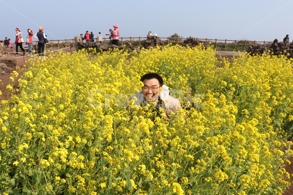 제주도,아름다운,광활한,햇빛,유채꽃,봄,남자,화사한