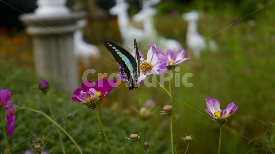 풍경,꽃,자연,나무,풀,식물,자연,plants,nature,꽃,flower,동물,animal,곤충,벌레,insect,bug