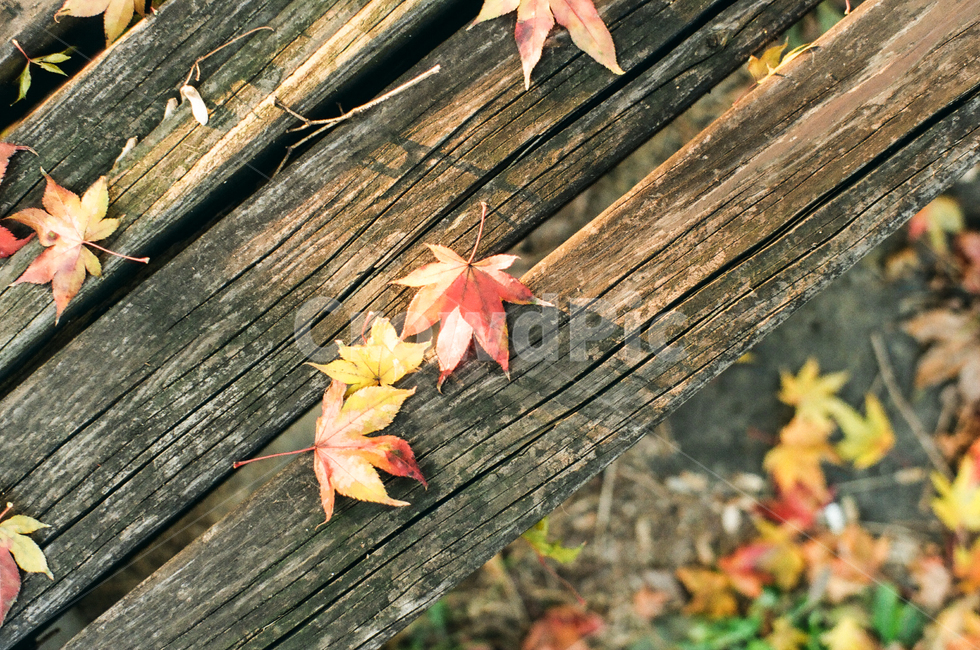 낙엽,단풍잎,늦가을,필름사진,감성사진,maple,단풍,leaf,벤치,filmphotography,film,sensitive,autumn,가을,계절,fall,autumn,season,식물,자연,plants,nature