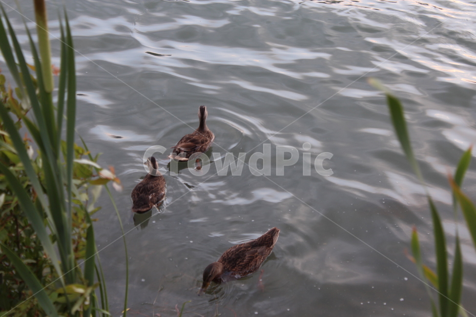 bird,새,animal,오리,water,물,outdoors,동물,animal,조류,새,birds