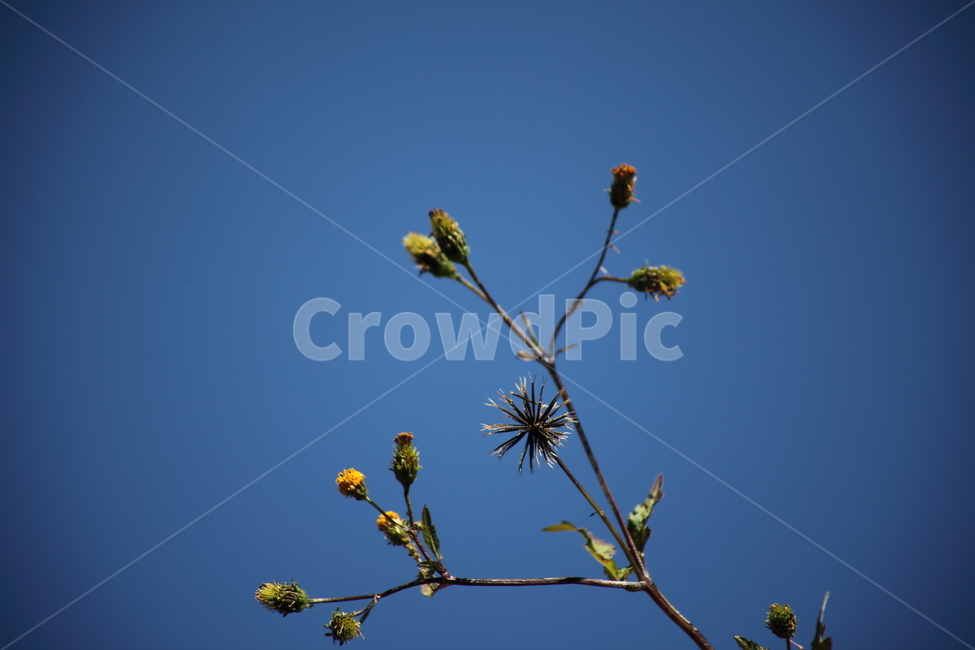 도깨비바늘,식물,잡초,풀,spanishneedles,식물,자연,plants,nature