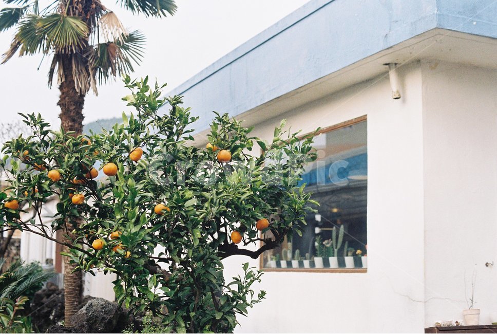 귤나무,제주도,감귤,과일,싱그러운,제주감귤,제주도,jeju,jeju island,식물,자연,plants,nature,나무,trees,wood,과일,열매,fruit,plant,food,식품