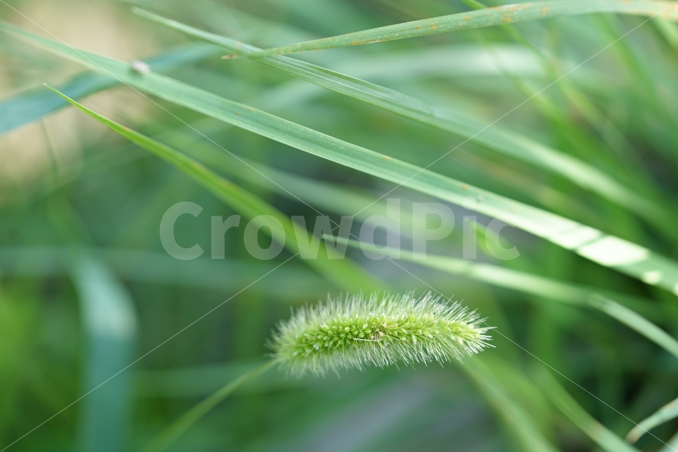 강아지풀,풀,자연,식물,녹색,그린,생명,일상,거리,길,사진,식물,자연,plants,nature