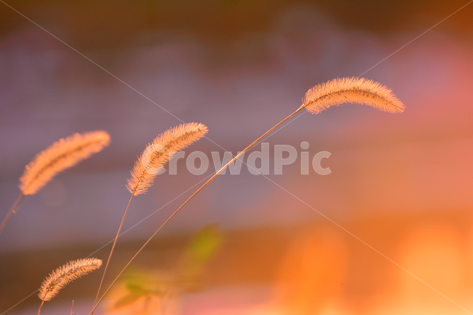 atmosphere,September,yellow,backlight,dreamy,fall image,At sunset,fall,autumn mood,season,Emotion,sensible,faint,soft,foxtail,feeling,brown,sunlight,wildflowers,emotion,Autumn sensibility,light,background,sunset,wild flowers,october,autumn,wild grass