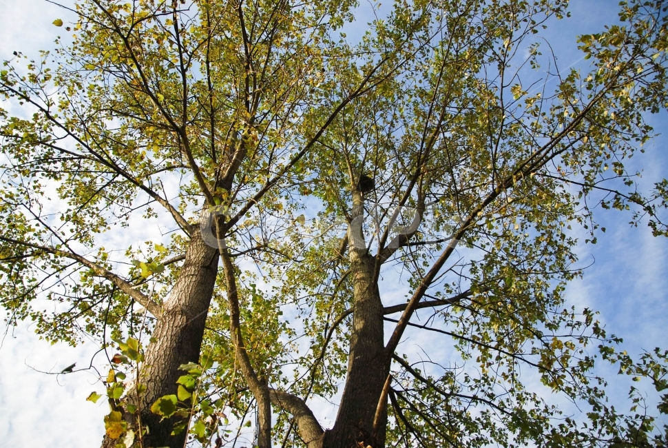 미루나무,여름,하늘,구름,나뭇잎,나무,식물,가지,키,녹색,tree,summer,자연,생태,식물,자연,plants,nature,나무,trees,wood