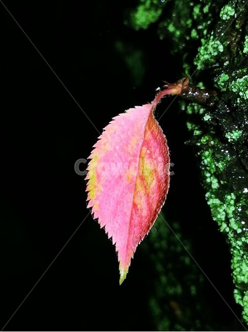 잎,leaf,식물,veins,plant,식물,자연,plants,nature