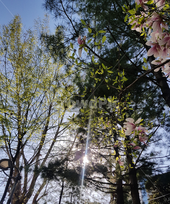 꽃,봄,식물,나무,분홍꽃,식물,자연,plants,nature,꽃,flower