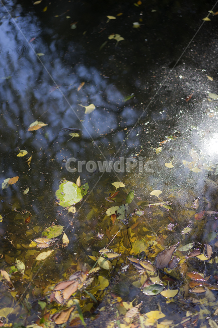 가을단풍,가을,반영,송곡소류지,저수지,가을,계절,fall,autumn,season,water,물