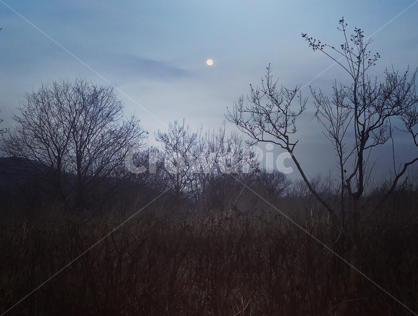 나무,밤,자연,하늘,저녁,오후,자연,풍경,nature,landscape,야경,밤,nightscape,night,weather,날씨,outdoors,옥외