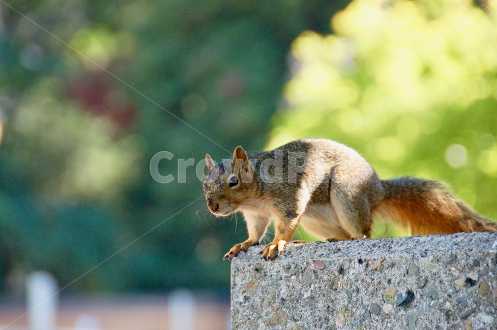 동물,다람쥐,animal,자연,nature,동물,animal,포유류,mammal