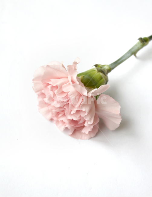 카네이션,꽃,감사,고마움,어버이날,스승의날,기념일,핑크,분홍색,분홍,pink,thanks,closeup,flower,카네이션꽃,생화,식물,신선한,탑앵글,흰배경,식물,자연,plants,nature,꽃,flower,가족,패밀리,family,기념일,축하,anniversary,congratulation,celebrate,celebration,누끼,remove background