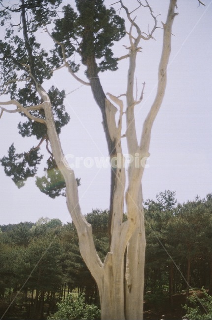 나무,식물,산,자연,풍경,식물,자연,plants,nature,나무,trees,wood,감성,sensible,feeling