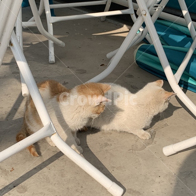 고양이,동물,cat,길고양이,animal
