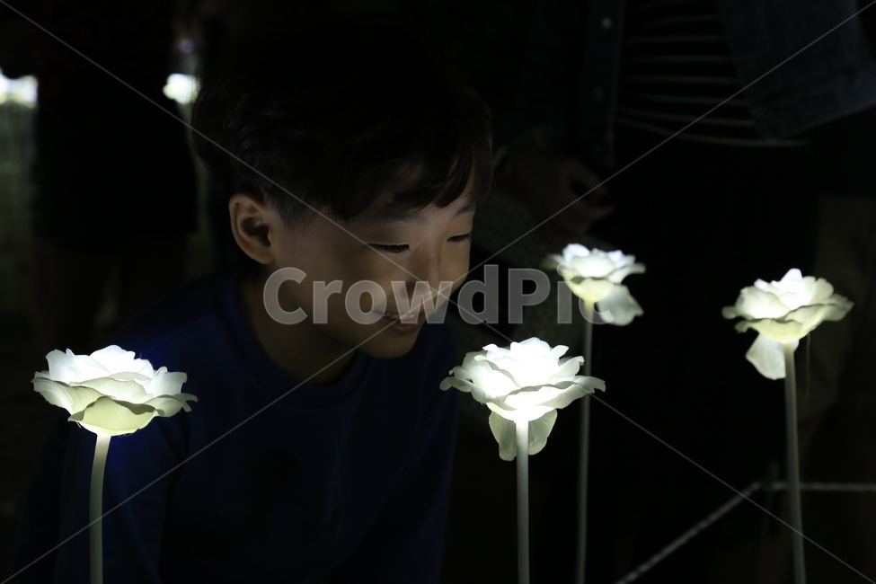 어린이,표정,미소,사랑,밤,야경,장미,불빛,야경,밤,풍경,nightscape,night,landscape,사람,인물,인간,human,person,얼굴표정,facial expression,face,어린이,어린아이,child,children,kid,plant,식물,blossom,꽃,flower,rose