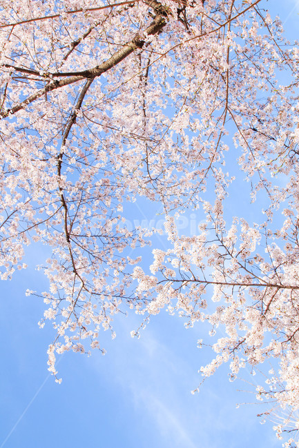 꽃,벚꽃,봄,봄꽃,분홍,하늘,blossom,cherryblossom