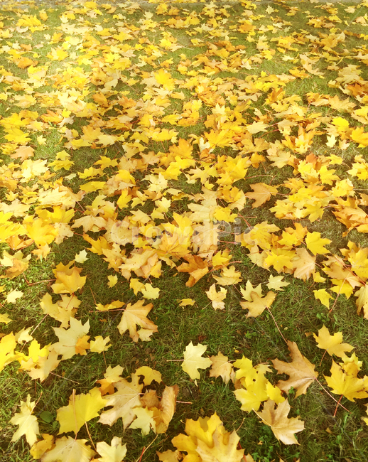 가을,낙엽,fallenleaves,노랑,yellow,leaf,잎,tree,나무,주황색,노랑색,노란색,가을,계절,fall,autumn,season,plant,식물
