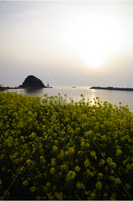 꽂지해변,안면도,유채꽃,바다,석양,빛,일몰,풍경,관광지,landscape,봄,계절,spring,season,자연,풍경,nature,landscape,한국자연풍경,한국자연경관,korea nature landscape,식물,plants,꽃,flower,outdoors,옥외