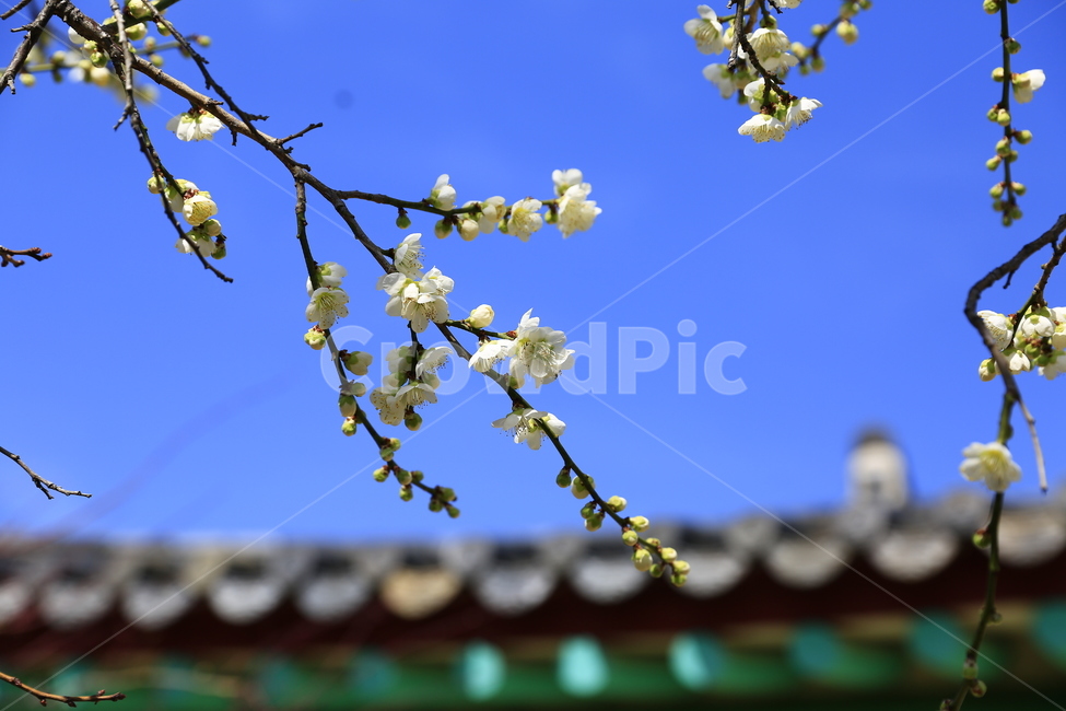 매화,꽃,Flower,홍매화,청매화,매실꽃,봄꽃,봄,계절,spring,season,한국전통,한국문화,korean traditional,korean culture,식물,자연,plants,nature,꽃,flower,plant