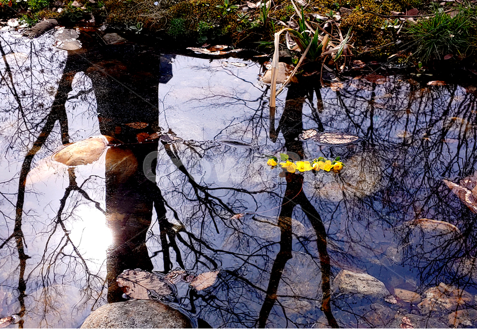 nature,자연,outdoors,옥외,연못,reflection,물,water,늪,marsh,습지,햇빛,반사,물반사,빛반사,빛,light,꽃,노란색,노란꽃,flower,plant,식물,나무,공원,pond,잔잔함,잔잔,한적함,상쾌,맑음,깨끗함,적막,한적,감성,감성사진