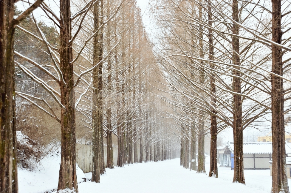 담양,메타세콰이어길,겨울,눈,출사,자연,풍경,nature,landscape,겨울,계절,winter,season,outdoors,옥외