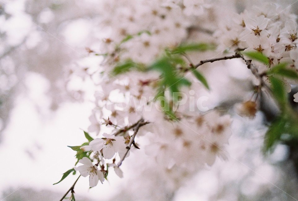 벚꽃,꽃,감성,벚꽃나무,따뜻함,분홍,cherryblossom,flower,sensitivity,자연,나무,식물,봄날,봄,nature,spring,계절,나들이,배경화면,배경,trees,예쁜,아름다운,힐링,봄,계절,spring,season,식물,자연,plants,nature,꽃,flower,plant,leaf,잎