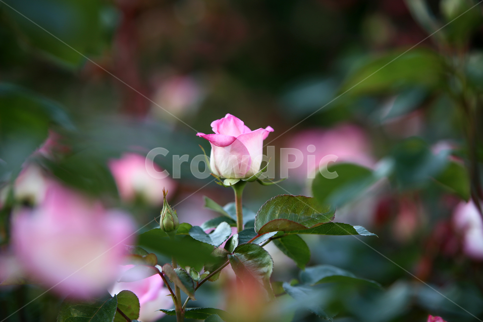 장미,꽃,rose,감성,flower,한송이