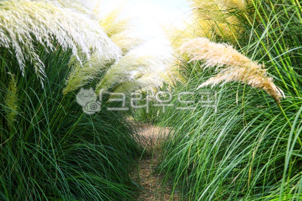 팜파스그라스,팜파스,갈대,갈색,pampasgrass,pampas,brown