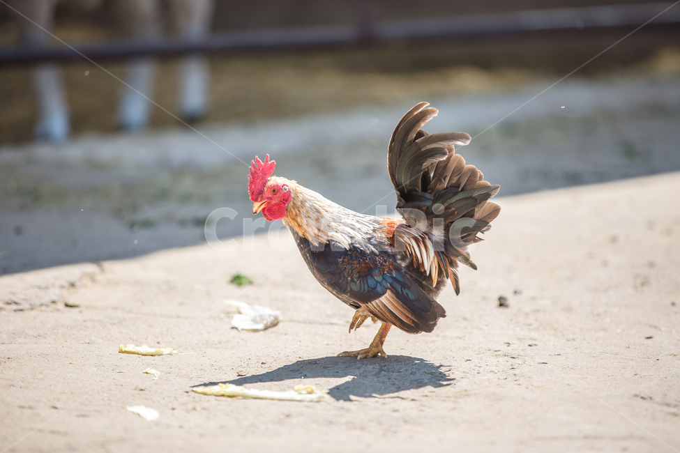 닭,동물,아침,햇살,벼슬,동물,animal,조류,새,birds