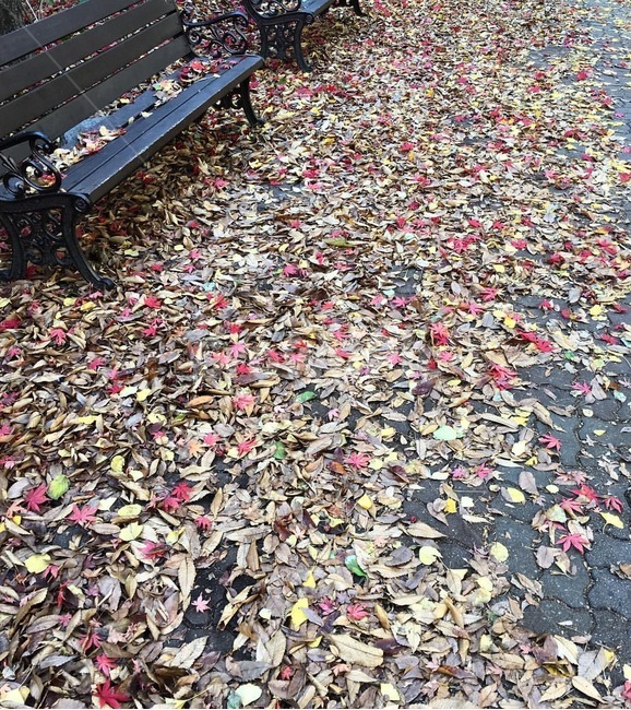 가을,낙엽,autumn,fall,leaves,늦가을,fallenleaves