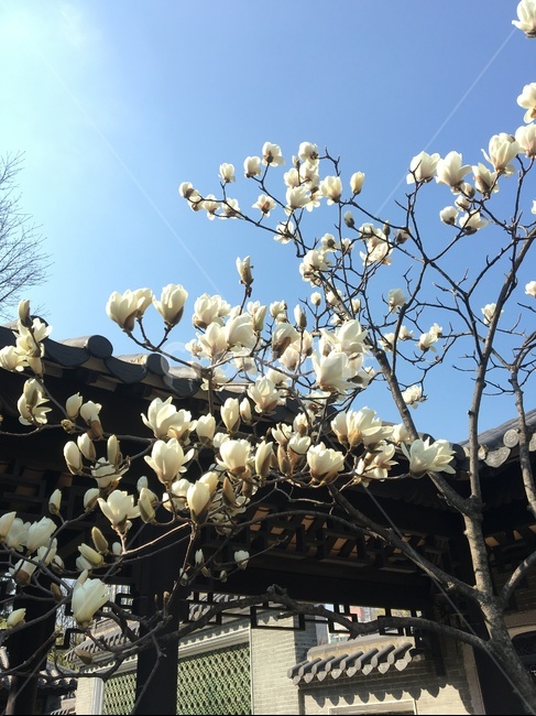 white flower,magnolia blooming,flower buds,flower tree,magnolia tree,whiteflower,magnolia flower,spring flowers,magnolia,petal,tile roof,tile,sight,sky,nature,tree,flower,plant