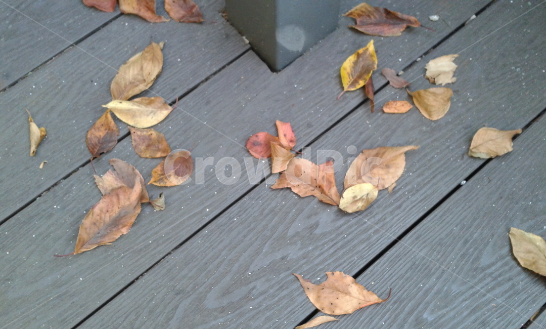 plant,식물,leaf,잎,나무,낙엽,가을,계절,fall,autumn,season,animal,동물,bird,새