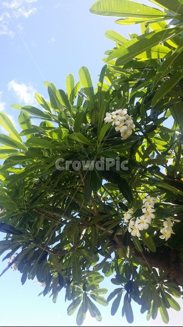 하와이,플루메리아,flowers,hawaii,나뭇잎,식물,자연,plants,nature