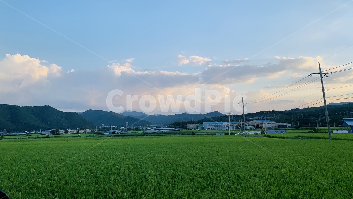 패디필드,들,nature,자연,countryside,grassland,field,논
