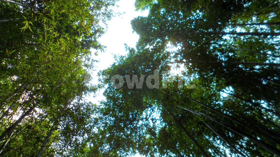 plant,식물,tree,나무,하늘,담양죽녹원,대나무숲,대나무,담양대나무숲,자연,풍경,nature,landscape,식물,plants,나무,trees,wood,light,빛,flare,플레어,sunlight,햇빛