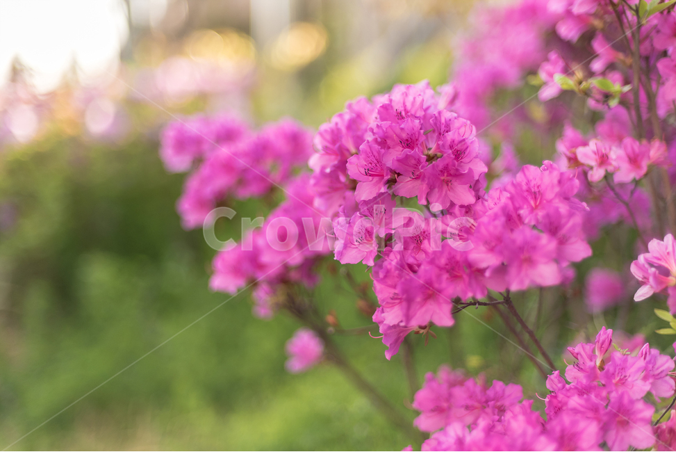 봄,꽃,철쭉,자연,풍경,감성,flower,landscape,봄,계절,spring,season,식물,자연,plants,nature,꽃,flower,geranium,제라늄,plant,blossom