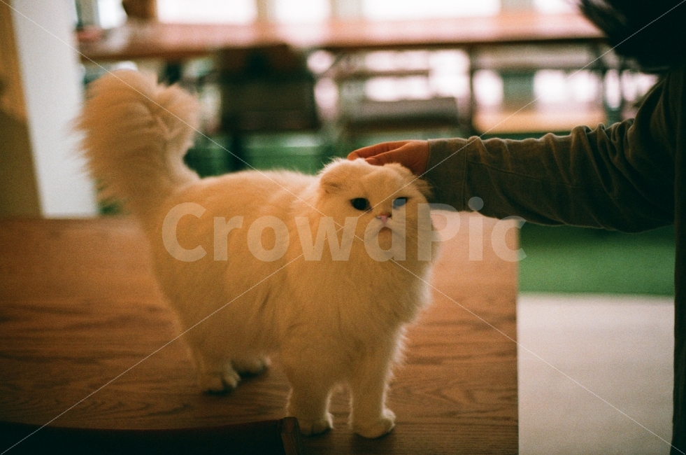 고양이,감성사진,필름사진,동물,귀여운,사랑스러운,따뜻한,cat,sensitive,film,animal,cute,lovely,식물,tree,plants,창문,window,햇살,인테리어,공간,카페,sunlight,space,cafe,interior,테이블,table,인물사진,personal,동물,animal,포유류,mammal,고양이,cat,kitten,kitty,사람,인물,인간,human,person,신체일부,몸,body,감성,sensible,feeling