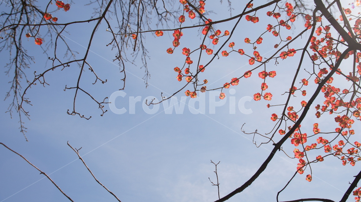 봄,봄꽃,홍매화,매화,꽃,봄,계절,spring,season,식물,자연,plants,nature,꽃,flower