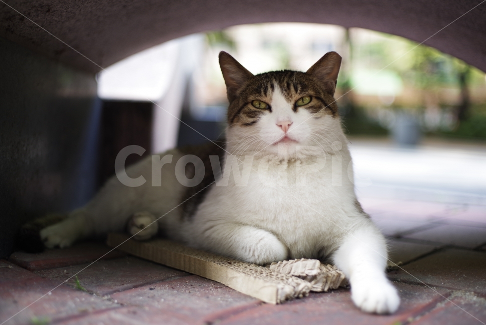고양이,길고양이,길냥이,cat,kitty,kitten,cute,cuty,love,lovely,adorable,steet,streetcat,stray,straycat,wild,wildlife,wildcat,nature,natural,beauty,beautiful,cateye,browncat,동물,animal,포유류,mammal,고양이,cat,kitten,kitty