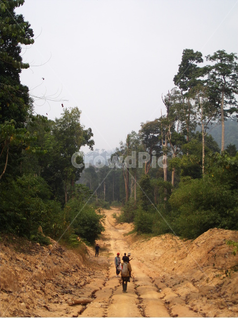인도네시아,보르네오,칼리만탄,정글,나무,밀림,거목,큰나무,indonesia,borneo,kalimantan,bigtree,tree