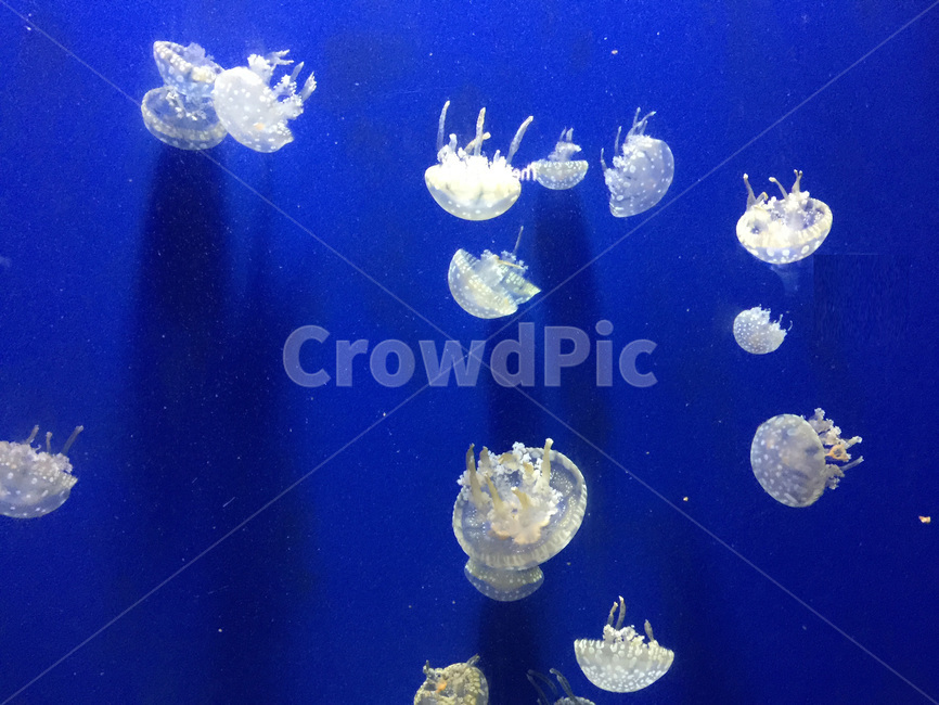 해파리,수족관,젤리피시,동물,jellyfish