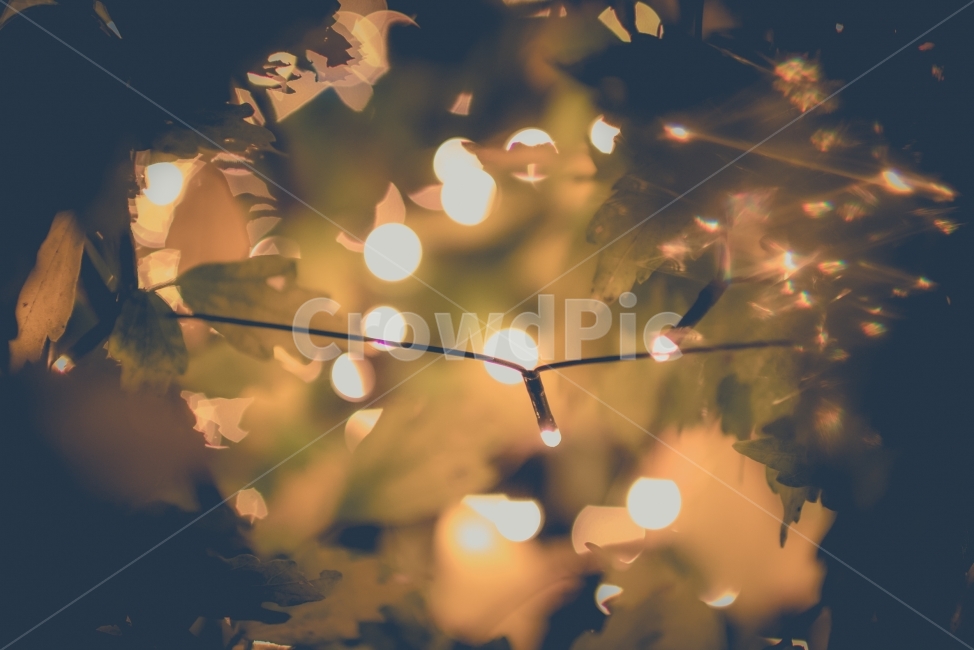 전구,보케,자연,밤,라이트,야경,밤,풍경,nightscape,night,landscape,감성,sensible,feeling,plant,식물,leaf,잎,light,빛,flare,플레어