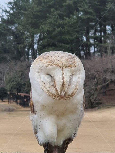 animal,동물,bird,새,올빼미,owl