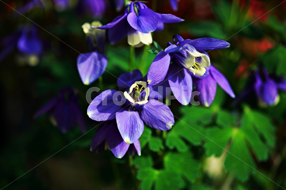 매발톱,봄꽃,야생화,꽃,식물,식물,자연,plants,nature,꽃,flower