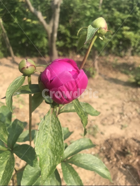 작약,peony,plant,flower,꽃