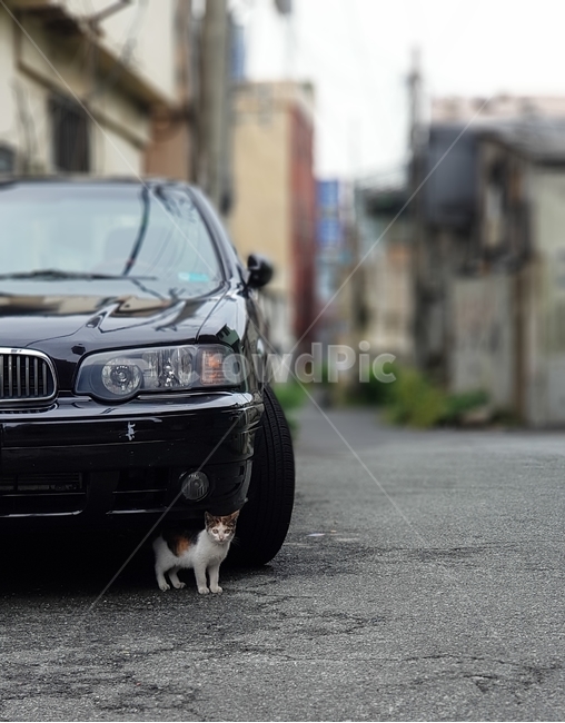 고양이,새끼고양이,야옹이,귀여운,사랑스러운